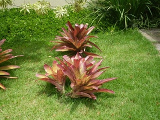 Plants