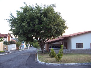 The Tree In Front Of Our House Before They Cut It Down.