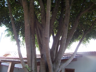 Xmas Tree-random-tree 026