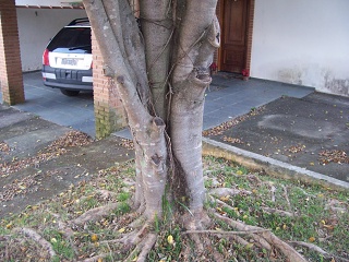 Xmas Tree-random-tree 027